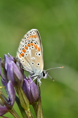 Aricia artaxerxes