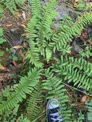 Polystichum californicum