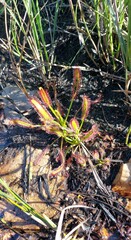 Drosera capensis