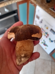Boletus aereus