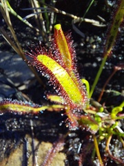 Drosera capensis