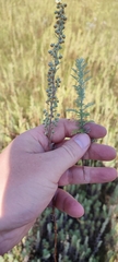Artemisia pontica