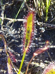 Drosera capensis
