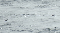 Brachyramphus marmoratus