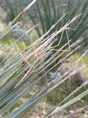 Parabacillus hesperus