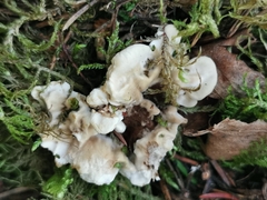 Phellodon violascens