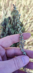 Artemisia pontica