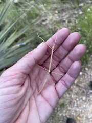 Parabacillus hesperus