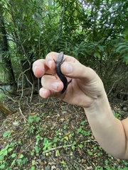 Desmognathus orestes