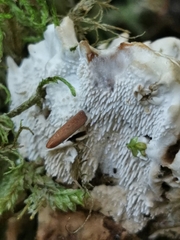 Phellodon violascens