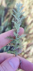 Artemisia pontica
