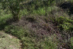 Alternanthera ficoidea