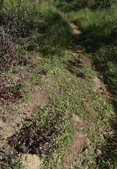 Alternanthera ficoidea