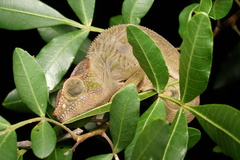 Furcifer pardalis