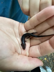 Desmognathus orestes