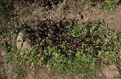 Alternanthera ficoidea