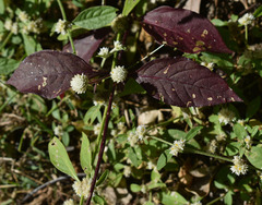 Alternanthera ficoidea