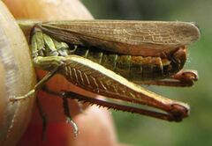 Chorthippus dorsatus