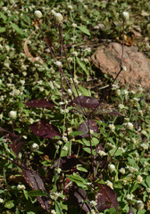 Alternanthera ficoidea