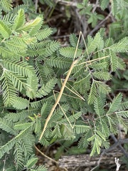 Parabacillus hesperus