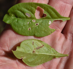 Alternanthera ficoidea