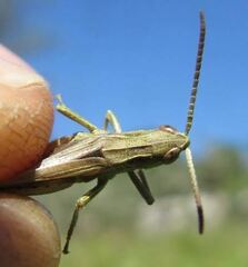 Chorthippus dorsatus