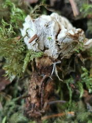 Phellodon violascens