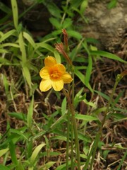Zephyranthes tubispatha