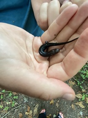 Desmognathus orestes