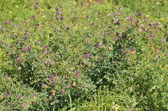Medicago sativa