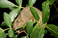 Furcifer pardalis