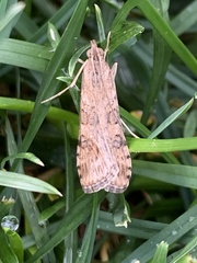 Nomophila nearctica