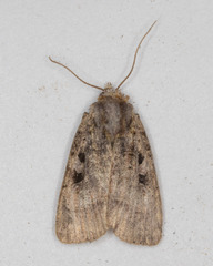 Xestia normanianus