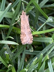 Nomophila nearctica