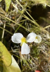 Sagittaria