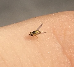 Thaumatomyia notata