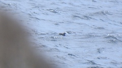 Brachyramphus marmoratus