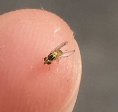 Thaumatomyia notata