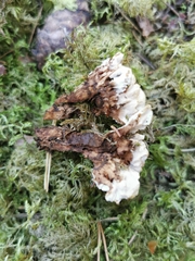 Phellodon violascens