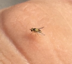 Thaumatomyia notata