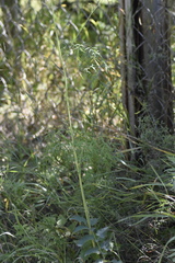 Cenolophium denudatum