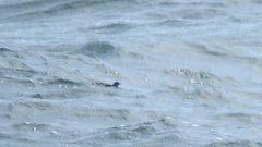 Brachyramphus marmoratus