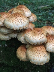 Pholiota squarrosoides