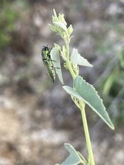 Agaeocera scintillans