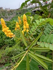 Senna alata