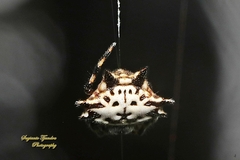 Gasteracantha kuhli