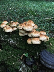 Pholiota squarrosoides