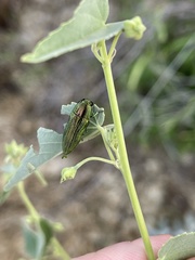 Agaeocera scintillans