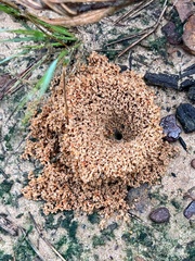 Formicidae