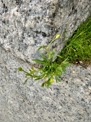Ranunculus sceleratus
